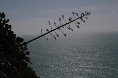 012 Fiore di Agave