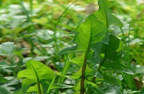 le piante spontanee alimentari