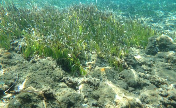 conferenza sulla posidonia